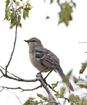 Northern Mockingbird 4298